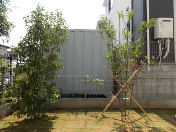 さいたま市　S様邸　植栽(左ハイノキ、右常緑ヤマボウシ)