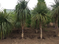 富士見市　ニオイシュロラン