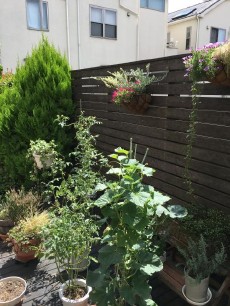 さいたま市　施工前の天然木デッキ