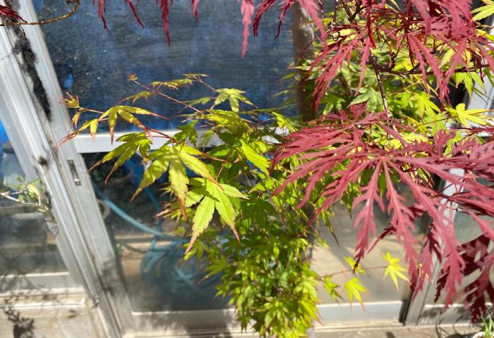 変換 ～ IMG_3921.jpg